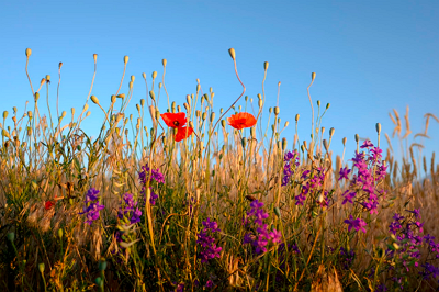Blumenwiese